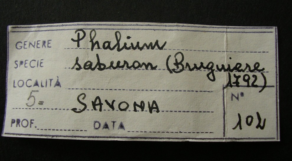 P. saburon ...?